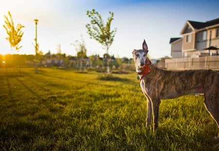 *** I watch my property *** - property, animal, dogs, dog, watching, animals