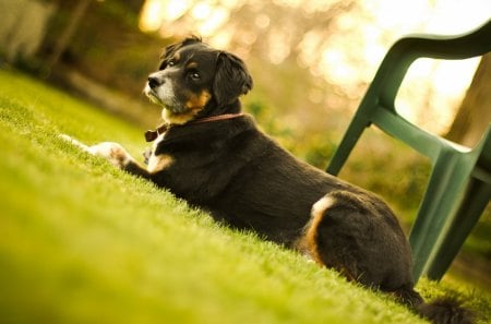 *** Resting dog *** - animal, animals, dogs, resting, dog, grass