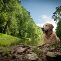 *** Dog and Mother Nature ***