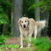 *** Wet golden retriever ***