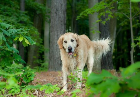 *** Wet golden retriever *** - retriever, animals, dog, wet, dogs, animal, golden