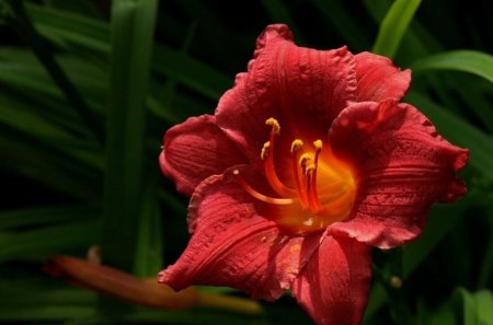 Flower - green, flower, red, beautiful