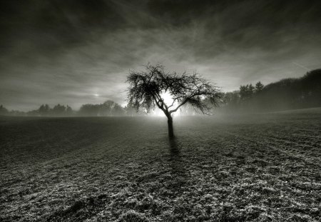 tree in the middle of fields at sunset - fields, gray scale, tree, sunset