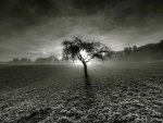 tree in the middle of fields at sunset