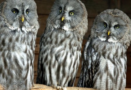 3 Owls - owls, birds, nature, wings, cute, wild