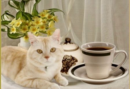 Good morning - morning, flowers, cat, koffee