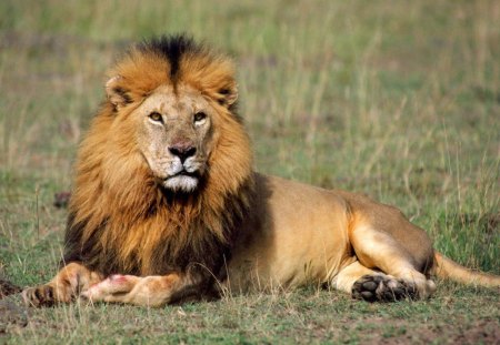 Royal  rest - male, Africa, lion, cat, rest