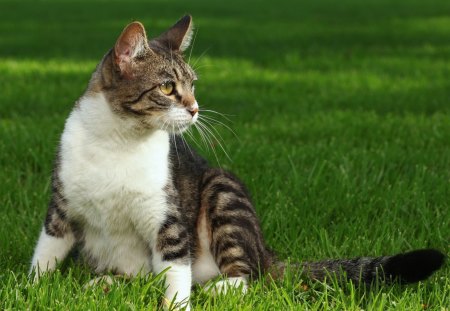 *** Cat *** - cats, animal, animals, cat, grass