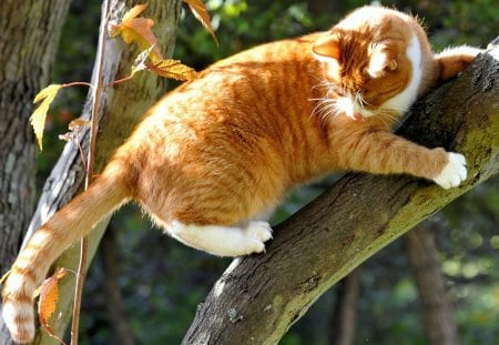 *** Ginger cat *** - cats, animal, animals, cat, ginger