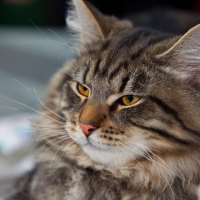 *** Grey cat ***