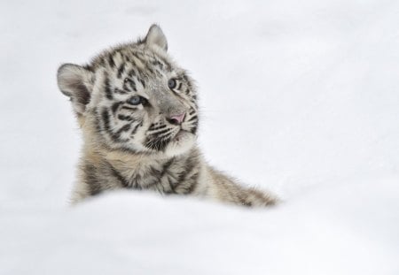 *** Tiger on the snow *** - cat, snow, animals, cats, winter, animal