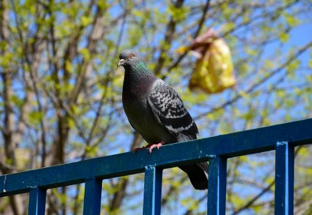 *** Pigeon *** - animal, animals, bird, pigeons, birds