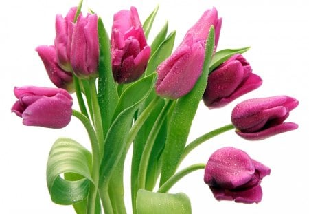 *** Tulips *** - nature, pink, tulips, bouquet, flowers