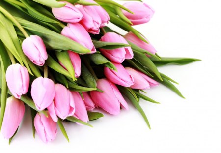 *** Pink tulips *** - nature, pink, tulips, flowers, flower