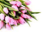 *** Pink tulips ***