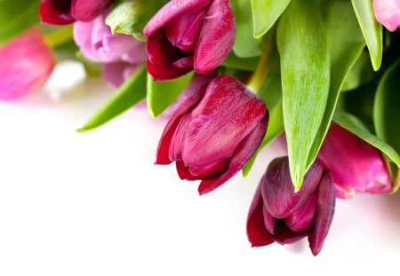 *** Just beautiful...*** - flower, tulips, pink, flowers, nature