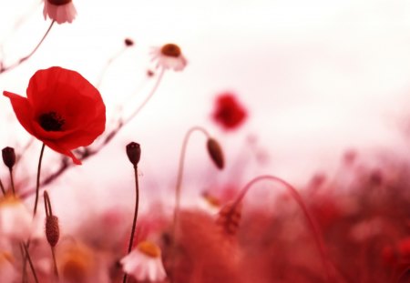 *** Red poppies *** - flowers, popies, nature, red