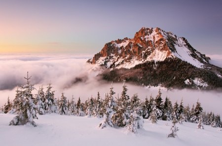 Snowy dawn - forest, winter, foggy, sunrise, landscapes