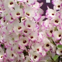 Lovely orchids