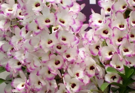 Lovely orchids - white, orchids, pretty, pink, sweet, lovely