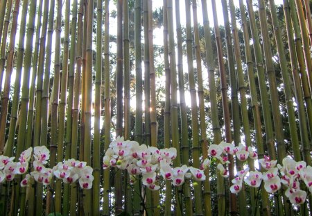 Orchids - orchids, bamboo, beautiful, sun