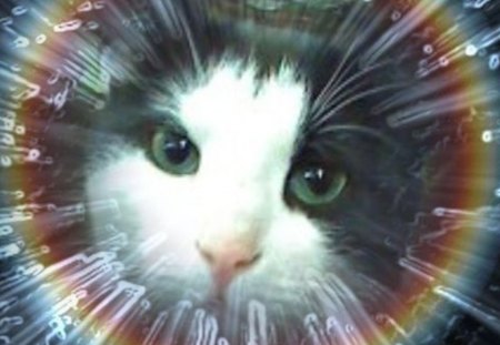 Cat-Fatso Rainbow - space, tuxedo cat, fatso, rainbow, cute, tuxedo, cats, cat