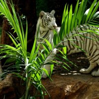 white tiger