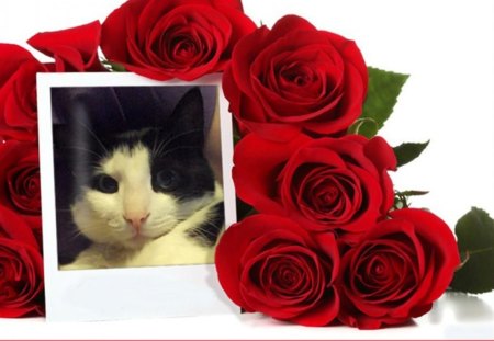 Cat-Fatso Rose Pic 01 - fatso, tuxedo, cat, rose, tuxedo cats, cats, pose, flowers, cute