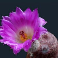 Purple Cactus Flower