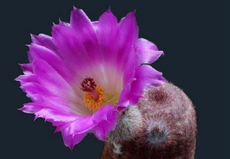 Purple Cactus Flower - flower, purple, cactus, nature