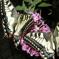 Butterflies on flowers