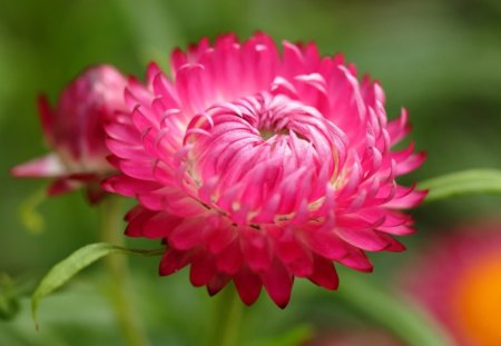 Bellis Perennis Flower - flower, pink, leaves, bellis, nature, green