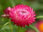 Bellis Perennis Flower