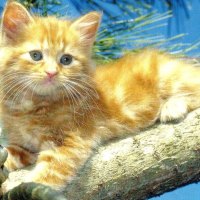 Kitten in a tree