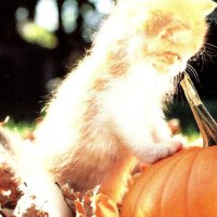 Kitten with pumpkin