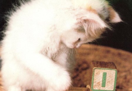 Kitten with blocks - feline, cute, blocks, kitten