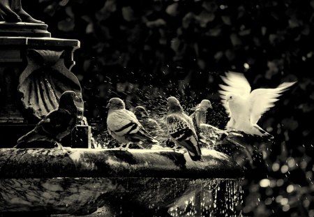 Doves - bath, birds, dove, doves