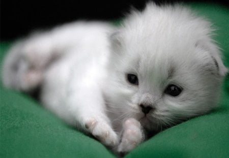 Cute Kitty - white, animel, cat, green, cute