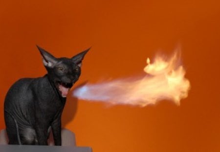 Cat spitting fire... - animal, black, flames, cat