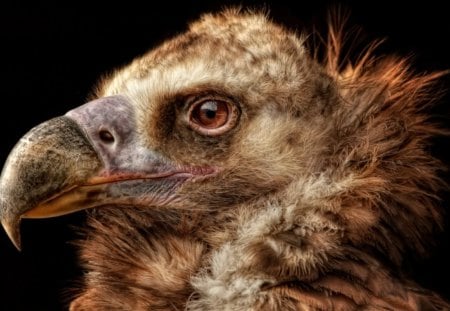 QUIETLY CONTEMPLATING - Stunning, Head, Vulture, Beautiful, Portrait, Eye, Feathers