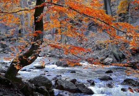 Ready for Winter - autumn, trees, ripples, water, rocks, quiet, river, leaves, orange, golden