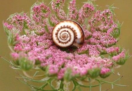 Forty Winks - flower, pink, snail, shell, green