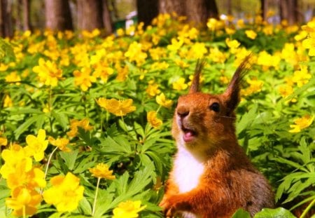 All around yellow flowers - beauty, around, squirrel, adorable, day, sun, animals, other, spring, nature, yellow, warm, flowers, cute