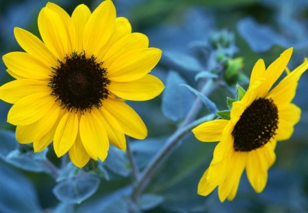 Yellow petals - flower, yellow, petals, nature