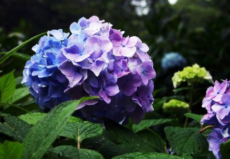 Beautiful flowers - purple, petals, flowers, leaves, blue