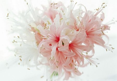 Soft and delicate - white, light pink, flower, petals