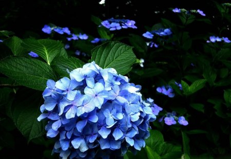 Beautiful flowers - flowers, petals, nature, blue