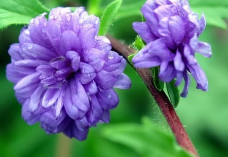 Purple blooms - purple, flowers, lovely, petals