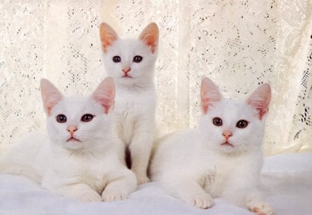 beautiful white kitties