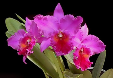 Orchids - flowers, orchids, petals, pink